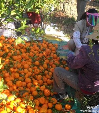 【云南宾川椪柑,脐橙以大量上市_椪柑价格|图片
